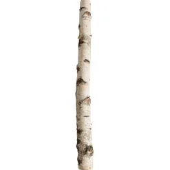 New DecoWoerner Birkenstamm 100 Cm 6-10 Cm Ø Beige