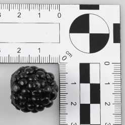 DecoWoerner Brombeeren Lebensmittel-Attrappe, 24 Stück schwarz