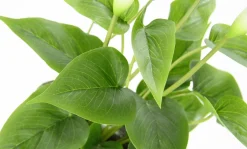 Best DecoWoerner Calla Kunstpflanze 40 Cm Im Topf weiß