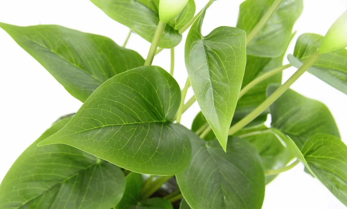 Best DecoWoerner Calla Kunstpflanze 40 Cm Im Topf weiß