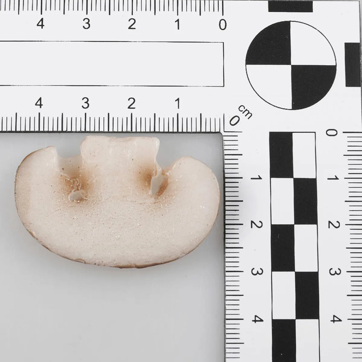 Discount DecoWoerner Champignon-Scheiben Lebensmittel-Attrappe, 12 Stück braun