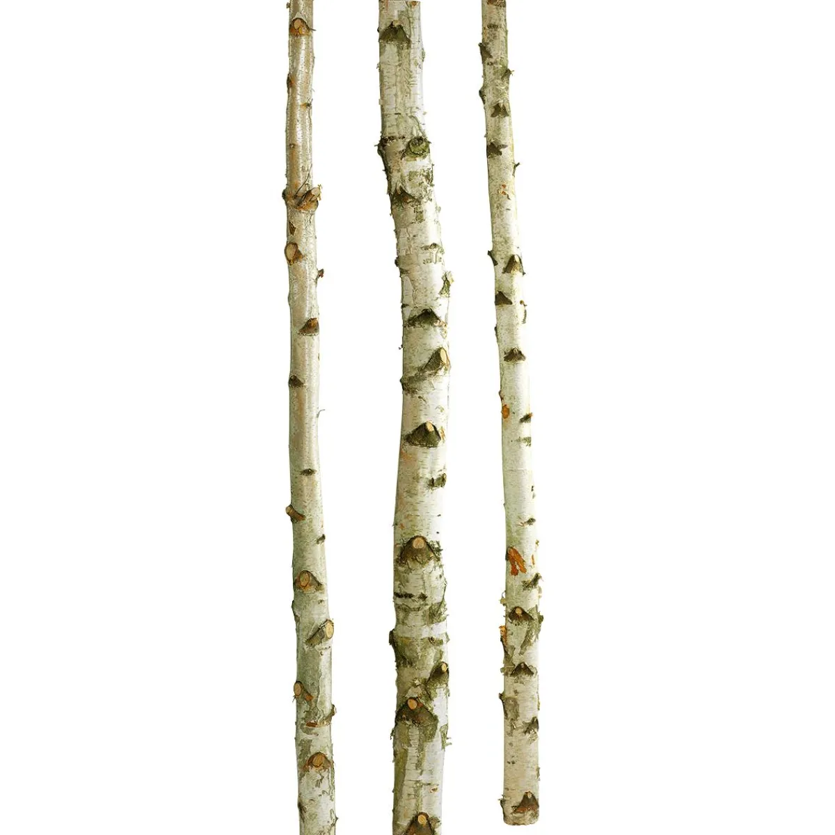Best DecoWoerner Deko-Birkenstämme 200 Cm, 3 Stück weiß