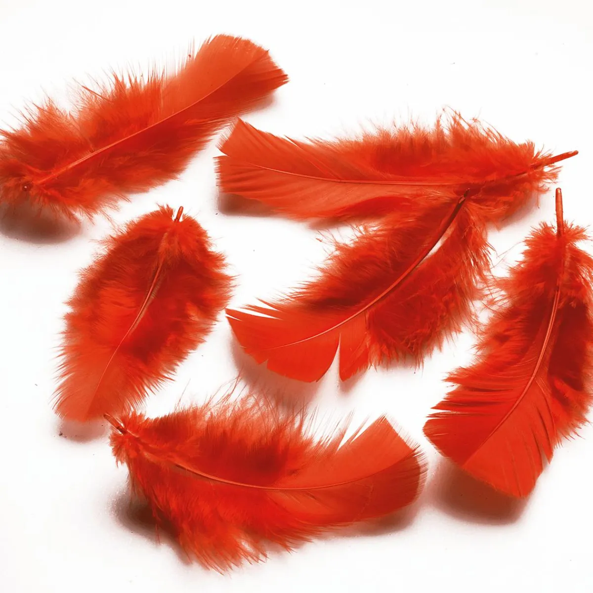 Discount DecoWoerner Dekofedern , 20 G rot