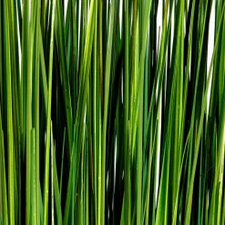 Hot DecoWoerner Deko-Gras Bündel 100 Cm grün