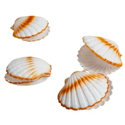 Discount DecoWoerner Deko-Jakobsmuscheln, Pack à 4 Stück weiß