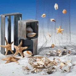 Discount DecoWoerner Deko-Jakobsmuscheln, Pack à 4 Stück weiß