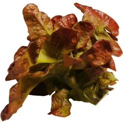 Discount DecoWoerner Eichblattsalat Lebensmittel-Attrappe, 23 Cm Ø rot