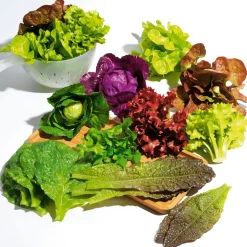 Discount DecoWoerner Eichblattsalat Lebensmittel-Attrappe, 23 Cm Ø rot