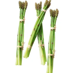 Hot DecoWoerner spargel Lebensmittel-Attrappe, Pack à 4 Stück grün