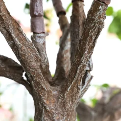 Online DecoWoerner Großer Künstlicher Wildrosen-Baum Weiß - Rosè, 210 Cm rosa