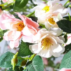 Online DecoWoerner Großer Künstlicher Wildrosen-Baum Weiß - Rosè, 210 Cm rosa