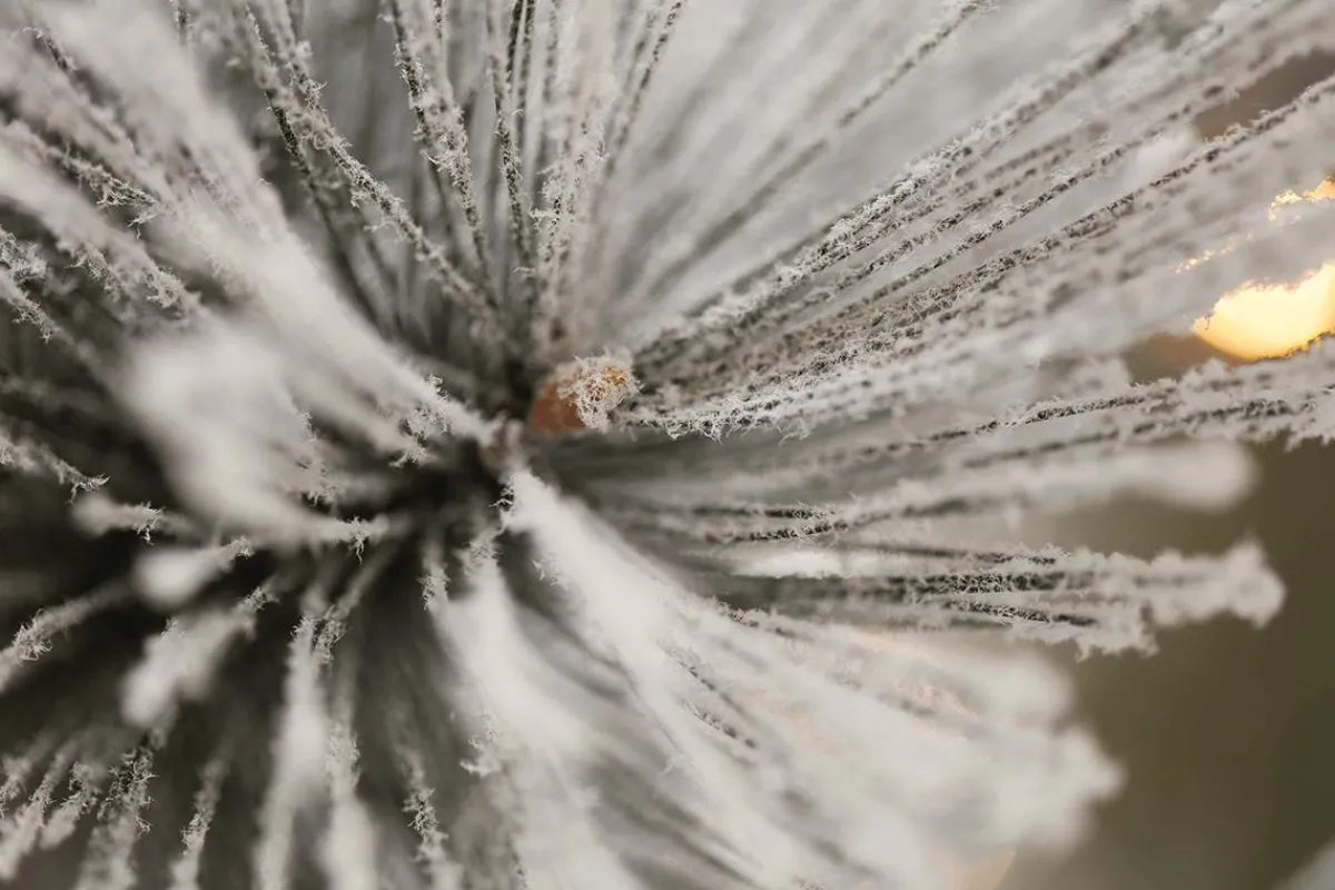 New DecoWoerner Hängender, Künstlicher Weihnachtsbaum Kiefer Mit Beeisten Nadeln Und LED 300 Cm weiß