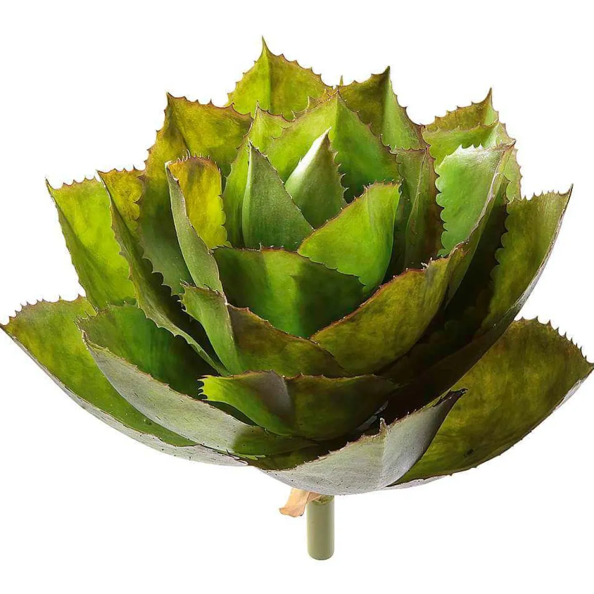 Online DecoWoerner Künstliche Agave Parryi Ohne Topf, 38 Cm Ø grün