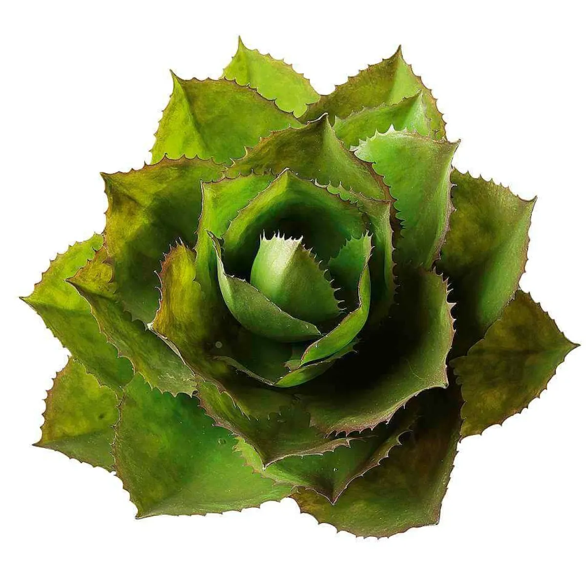 Online DecoWoerner Künstliche Agave Parryi Ohne Topf, 38 Cm Ø grün