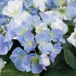 Discount DecoWoerner Künstliche Deko Hortensien Im Korb , 44 Cm blau