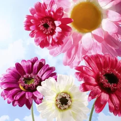 Best DecoWoerner Künstliche Riesen-Gerbera-Blüte , 45 Cm Ø weiß
