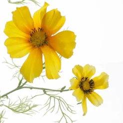 Hot DecoWoerner Künstlicher Cosmos Deko-Zweig Gelb 90 Cm orange
