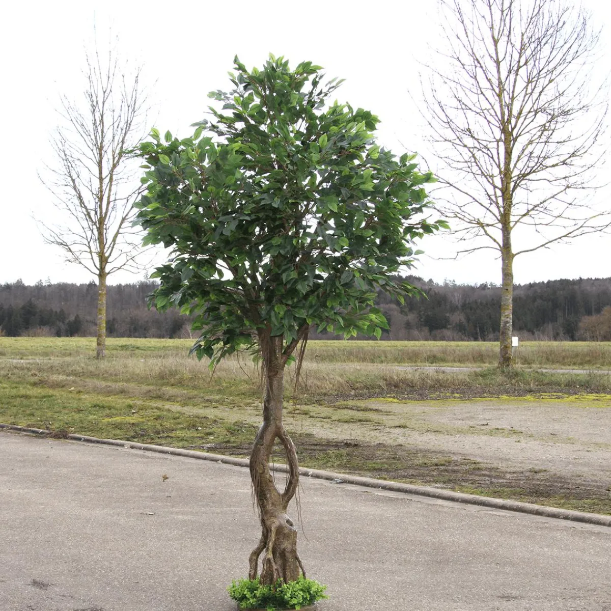 Outlet DecoWoerner Künstlicher Ficusbaum Mit Standplatte 245 Cm grün