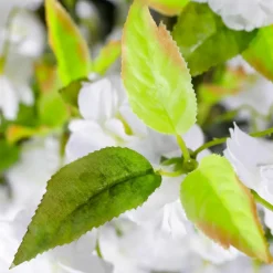 Hot DecoWoerner Künstlicher Kirschblüten Baum , 220 Cm weiß