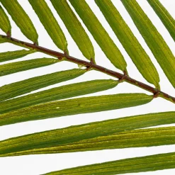 Best DecoWoerner Künstlicher Palmbusch Palmwedeln-Busch 80 Cm grün