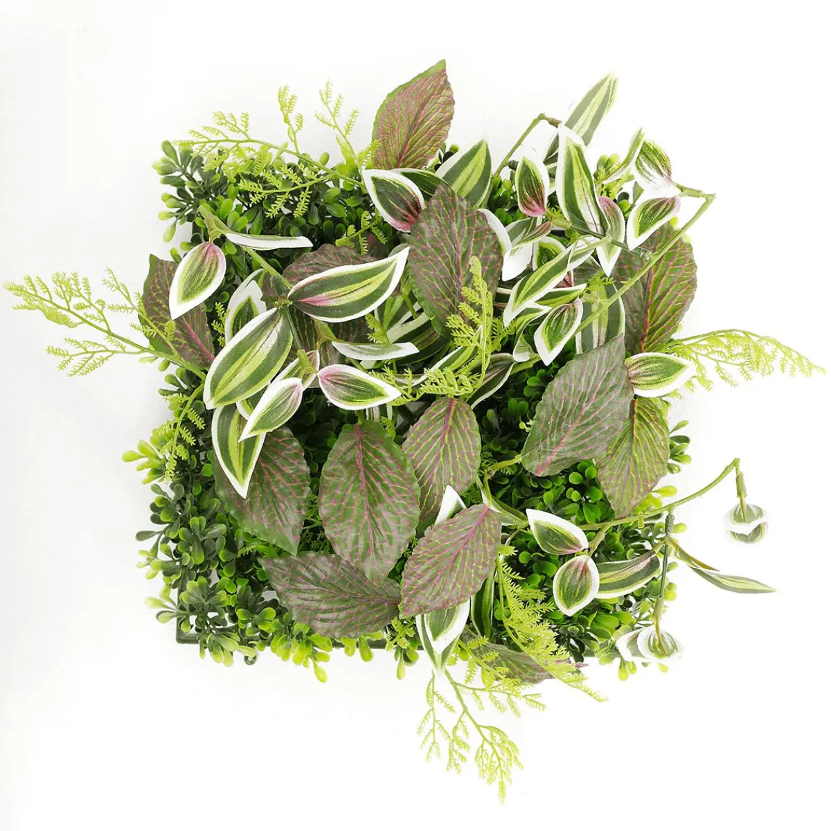New DecoWoerner Künstliches Fittonia-Buchs-Paneel 25 X 25 Cm grün