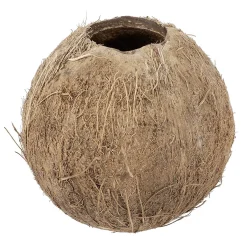 Hot DecoWoerner Kokosnuss 12 Cm Ø Befüllbar braun