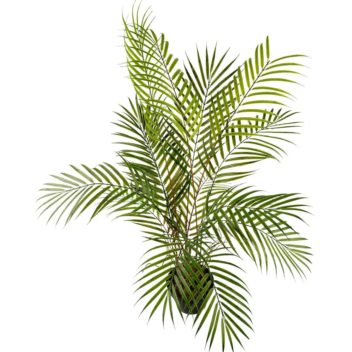 Outlet DecoWoerner Kunstpalme Areca Im Topf, 80 Cm grün