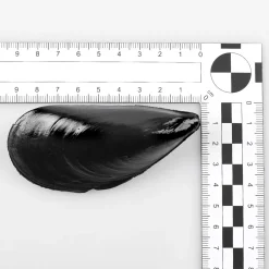 Clearance DecoWoerner Miesmuscheln Lebensmittel-Attrappen, 24 Stück schwarz