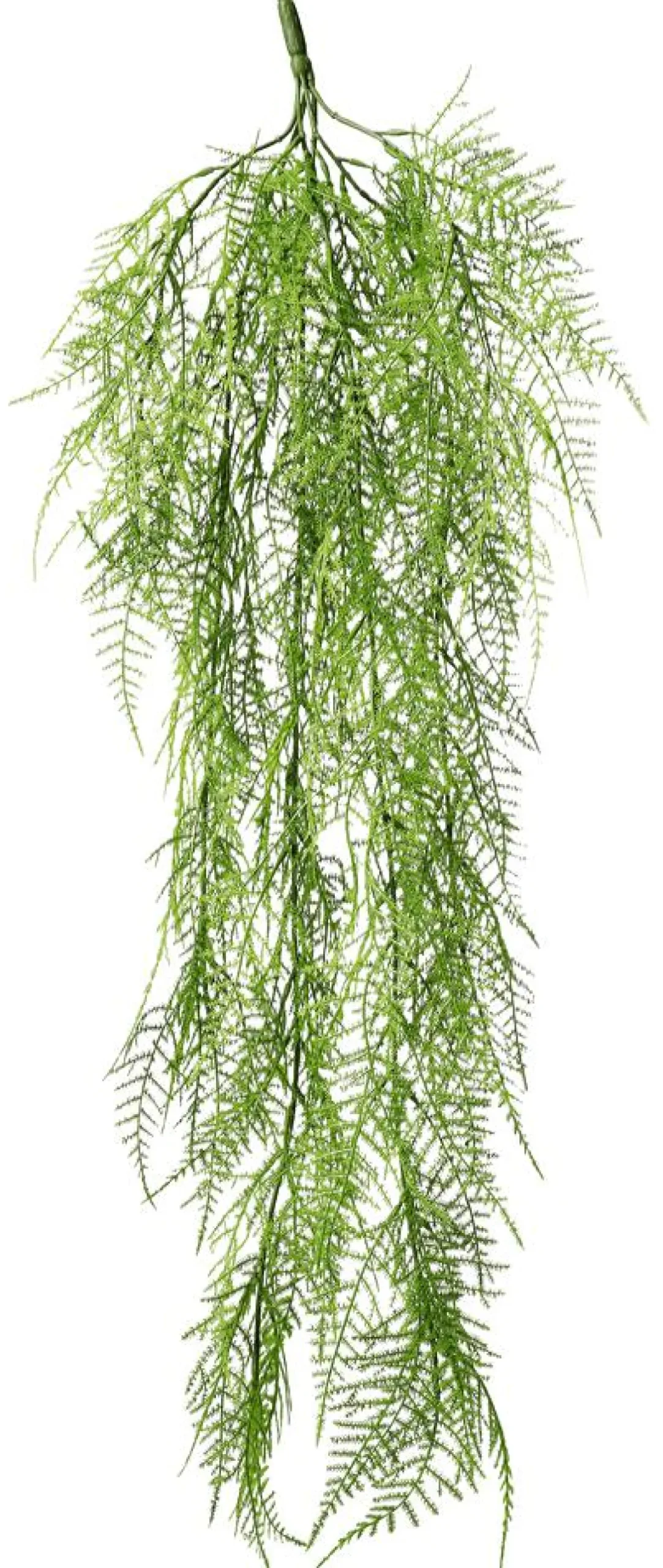 Hot DecoWoerner Pflanzenhänger Schleier Zierspargel 80 Cm grün