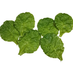 DecoWoerner Romana-Salatblätter Lebensmittel-Attrappe, Pack 6 Stück grün