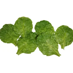 DecoWoerner Romana-Salatblätter Lebensmittel-Attrappe, Pack 6 Stück grün