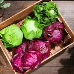 Sale DecoWoerner Rotkohl Lebensmittel-Attrappe, 13 Cm Ø violett
