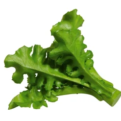 Hot DecoWoerner Rucola Salat Lebensmittel-Attrappe, Pack à 2 Stück grün