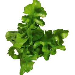 Hot DecoWoerner Rucola Salat Lebensmittel-Attrappe, Pack à 2 Stück grün