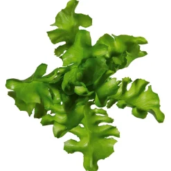 Hot DecoWoerner Rucola Salat Lebensmittel-Attrappe, Pack à 2 Stück grün
