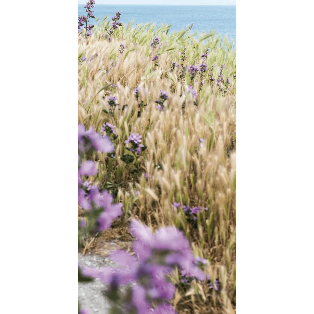 Discount DecoWoerner Schwer Entflammbarer Stoffbanner "Haferfeld" Aus Fahnenstoff 100 X 200 Cm braun