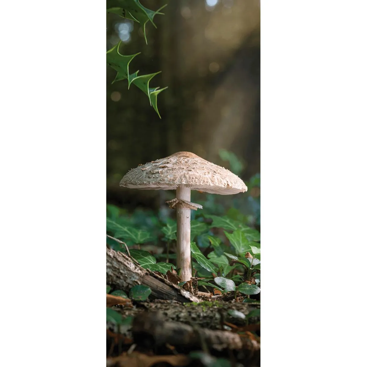 Discount DecoWoerner Schwer Entflammbarer Stoffbanner "Großer Pilz" Aus Fahnenstoff 75 X 180 Cm braun