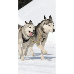 Online DecoWoerner Schwer Entflammbarer Stoffbanner "Rennende Huskys" Aus Fahnenstoff 100 X 200 Cm schwarz