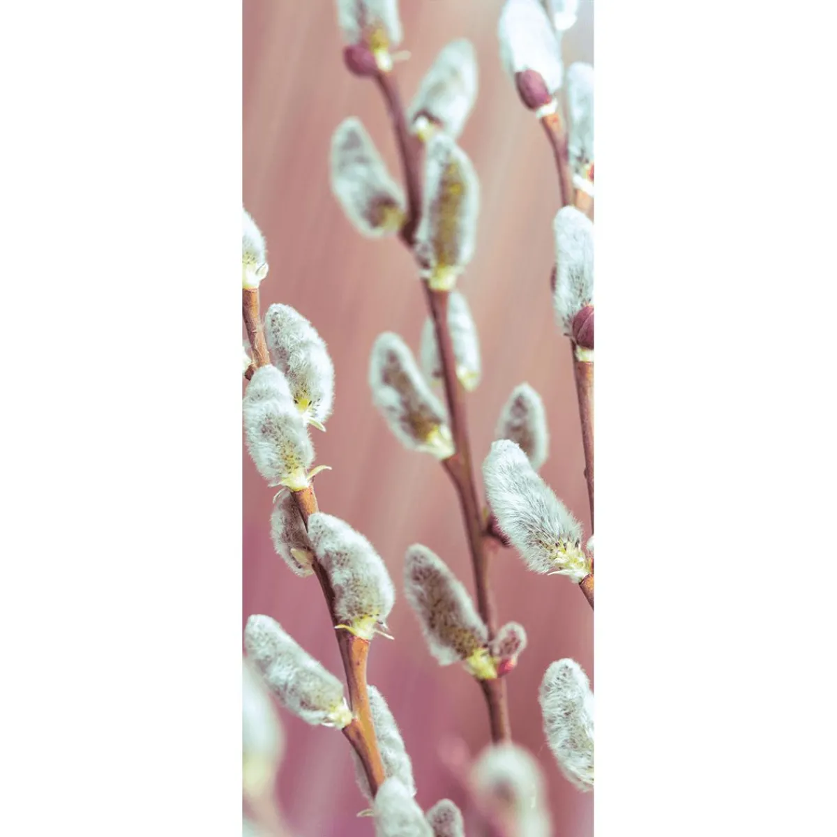 Best DecoWoerner Schwer Entflammbarer Stoffbanner Palmkätzchen Aus Fahnenstoff 75 X 180 Cm weiß