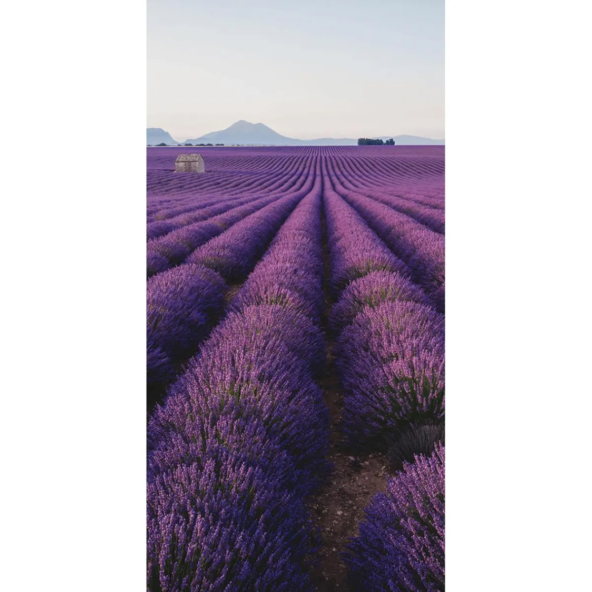 Sale DecoWoerner Schwer Entflammbarer Stoffbanner „Lavendelfeld In Der Provence“ Aus Fahnenstoff 100 X 200 Cm violett