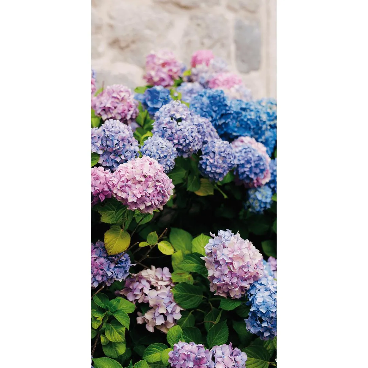 DecoWoerner Schwer Entflammbarer Stoffbanner „, Lila Und Blaue Hortensien“ Aus Fahnenstoff 100 X 200 Cm rosa