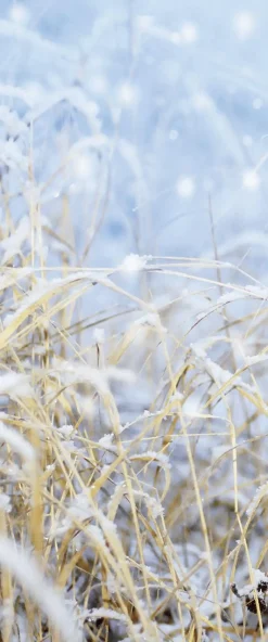 New DecoWoerner Schwer Entflammbarer Stoffbanner "Wintergräser" 75 X 180 Cm