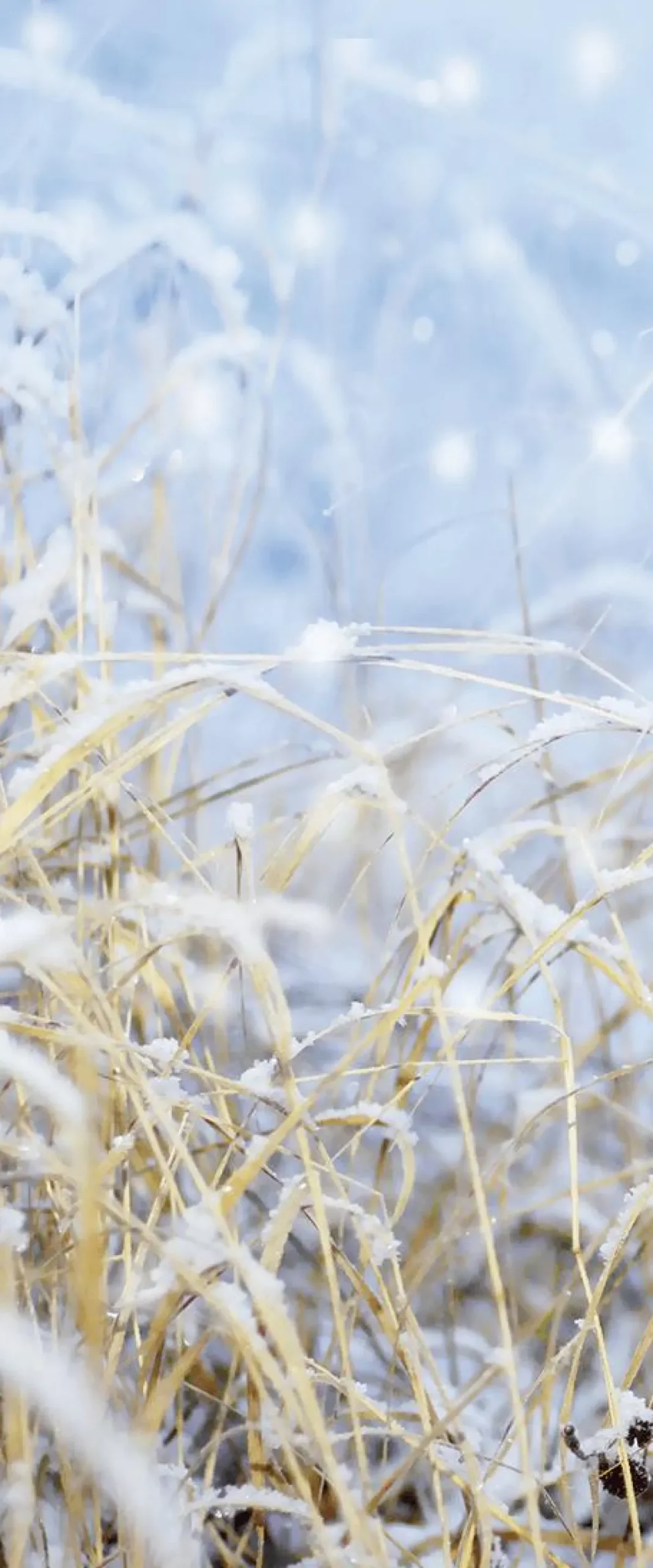 New DecoWoerner Schwer Entflammbarer Stoffbanner "Wintergräser" 75 X 180 Cm