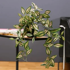 Hot DecoWoerner Tradecantiahänger Im Topf 30 Cm grün