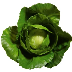 Clearance DecoWoerner Weißkohl Lebensmittel-Attrappe, 13 Cm Ø grün