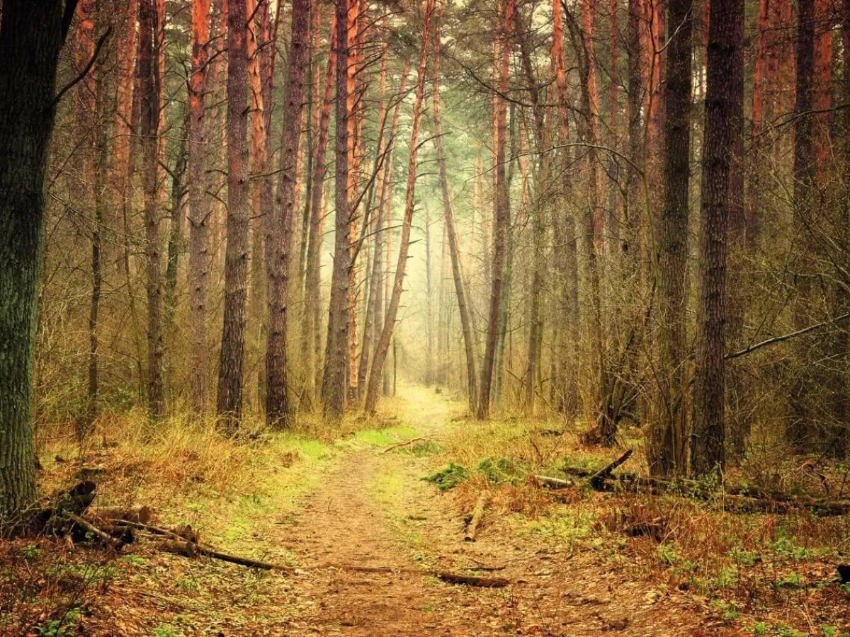 DecoWoerner XXL-Planenbanner "Herbstlicher Waldweg" Aus Schwer Entflammbarer LKW-Plane 250 X 330 Cm orange
