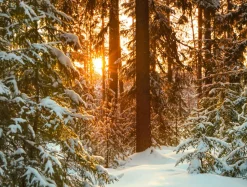 Clearance DecoWoerner XXL-Planenbanner "Sonnenaufgang Im Winterwald" Aus Schwer Entflammbarer LKW-Plane 250 X 330 Cm weiß