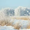 New DecoWoerner XXL-Planenbanner "Winterschilf" Aus Schwer Entflammbarer LKW-Plane 250 X 330 Cm