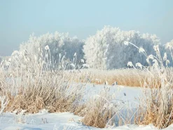 New DecoWoerner XXL-Planenbanner "Winterschilf" Aus Schwer Entflammbarer LKW-Plane 250 X 330 Cm