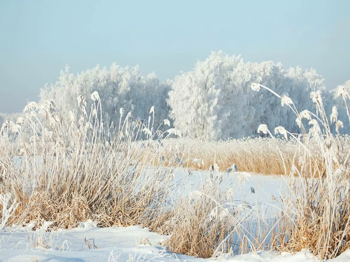 New DecoWoerner XXL-Planenbanner "Winterschilf" Aus Schwer Entflammbarer LKW-Plane 250 X 330 Cm